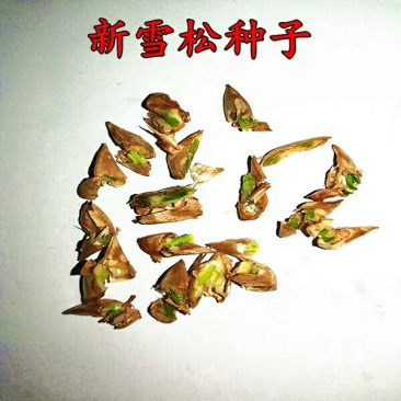 进口雪松种子雪松种子发芽率高新采摘种子