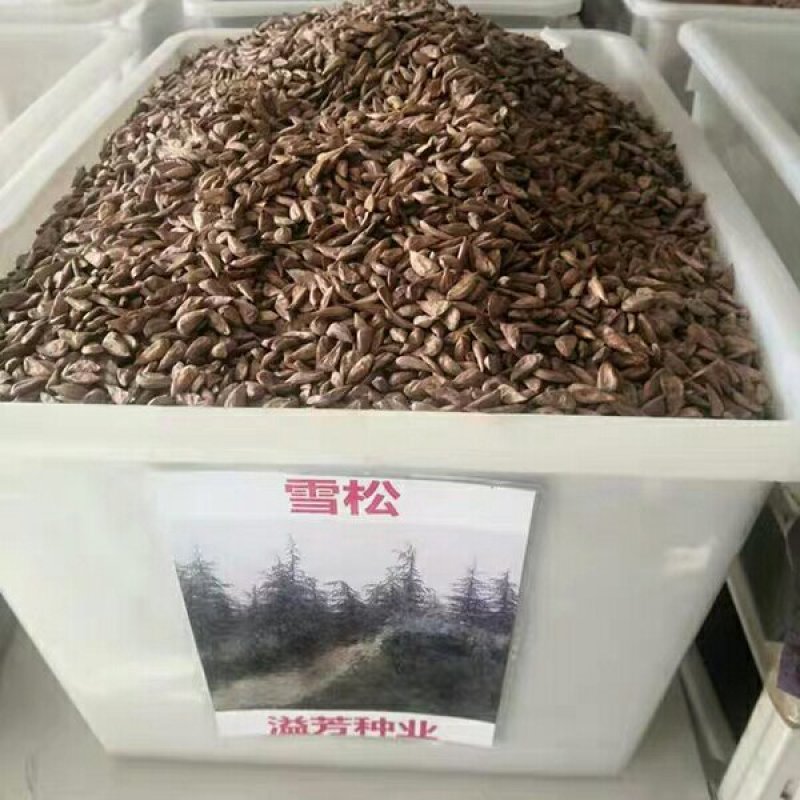 进口雪松种子雪松种子发芽率高新采摘种子