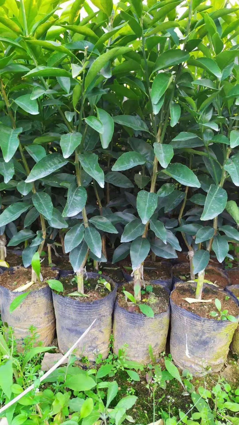 苗圃直销夏橙苗佛罗斯特阿尔及利亚苗包成活免费指导技术