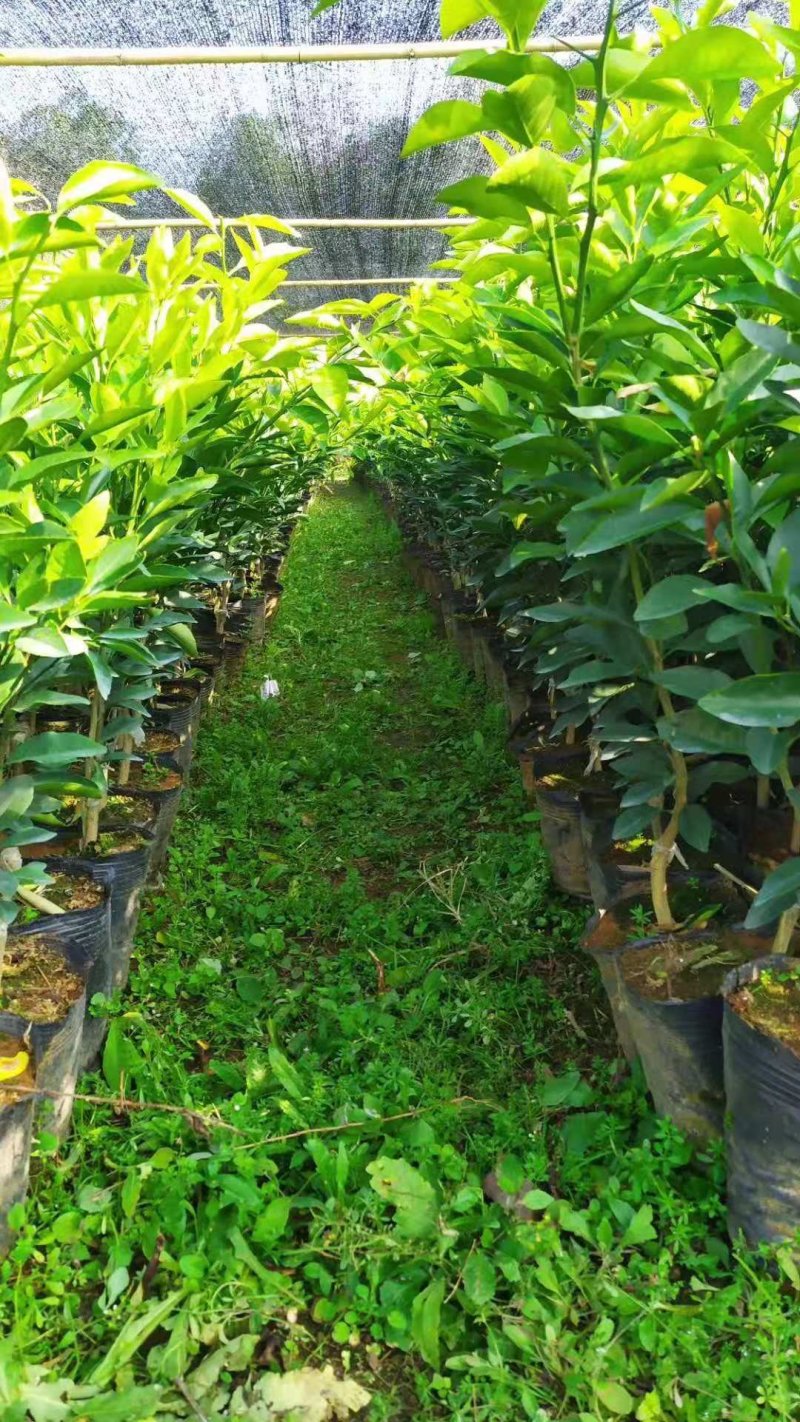 苗圃直销夏橙苗佛罗斯特阿尔及利亚苗包成活免费指导技术