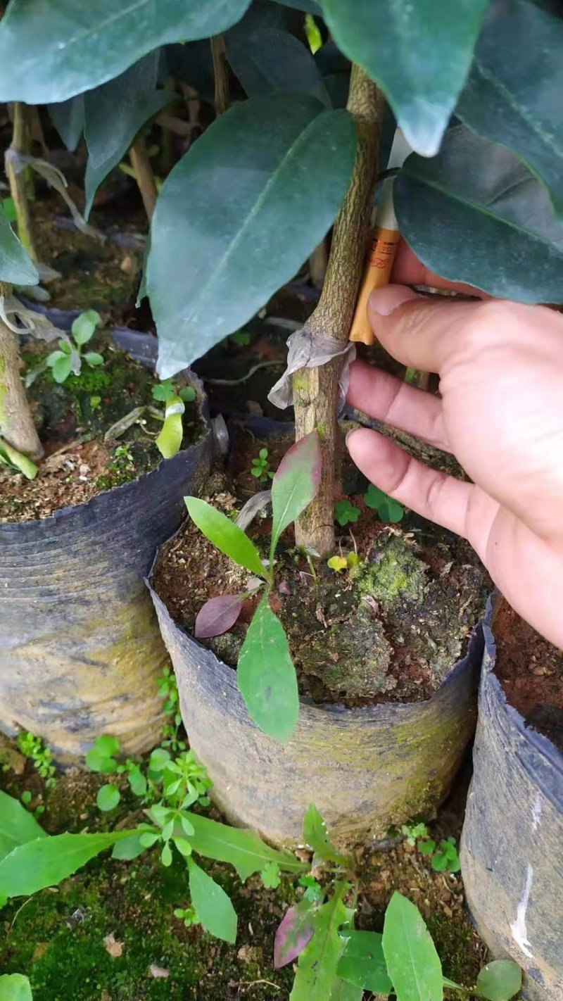 苗圃直销夏橙苗佛罗斯特阿尔及利亚苗包成活免费指导技术