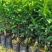 苗圃直销夏橙苗佛罗斯特阿尔及利亚苗包成活免费指导技术