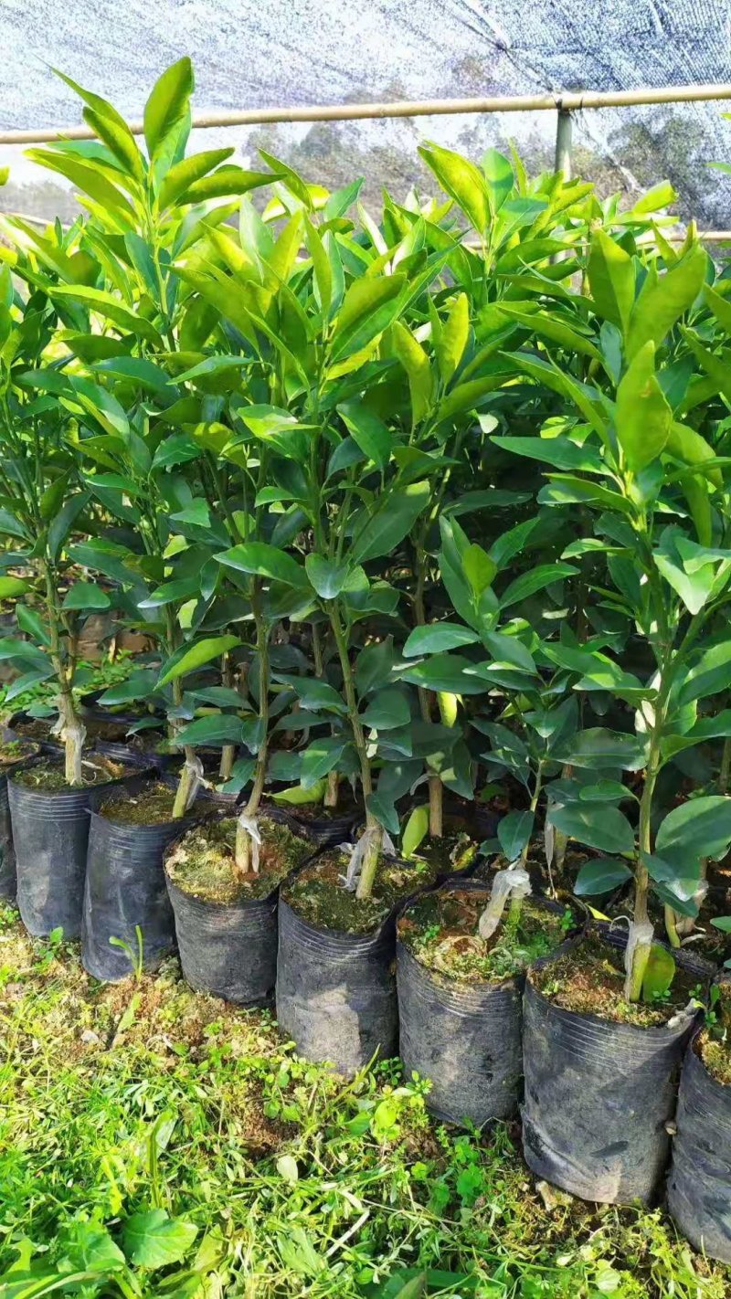 苗圃直销夏橙苗佛罗斯特阿尔及利亚苗包成活免费指导技术