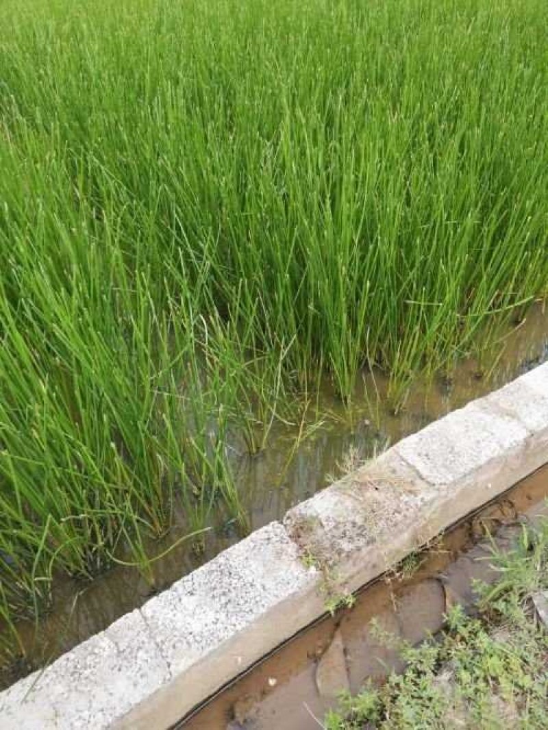 荔浦马蹄，清甜脆口，吃了还想吃。