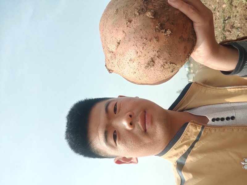 江豪种植专业合作社大量红薯苗上市厂家批发价