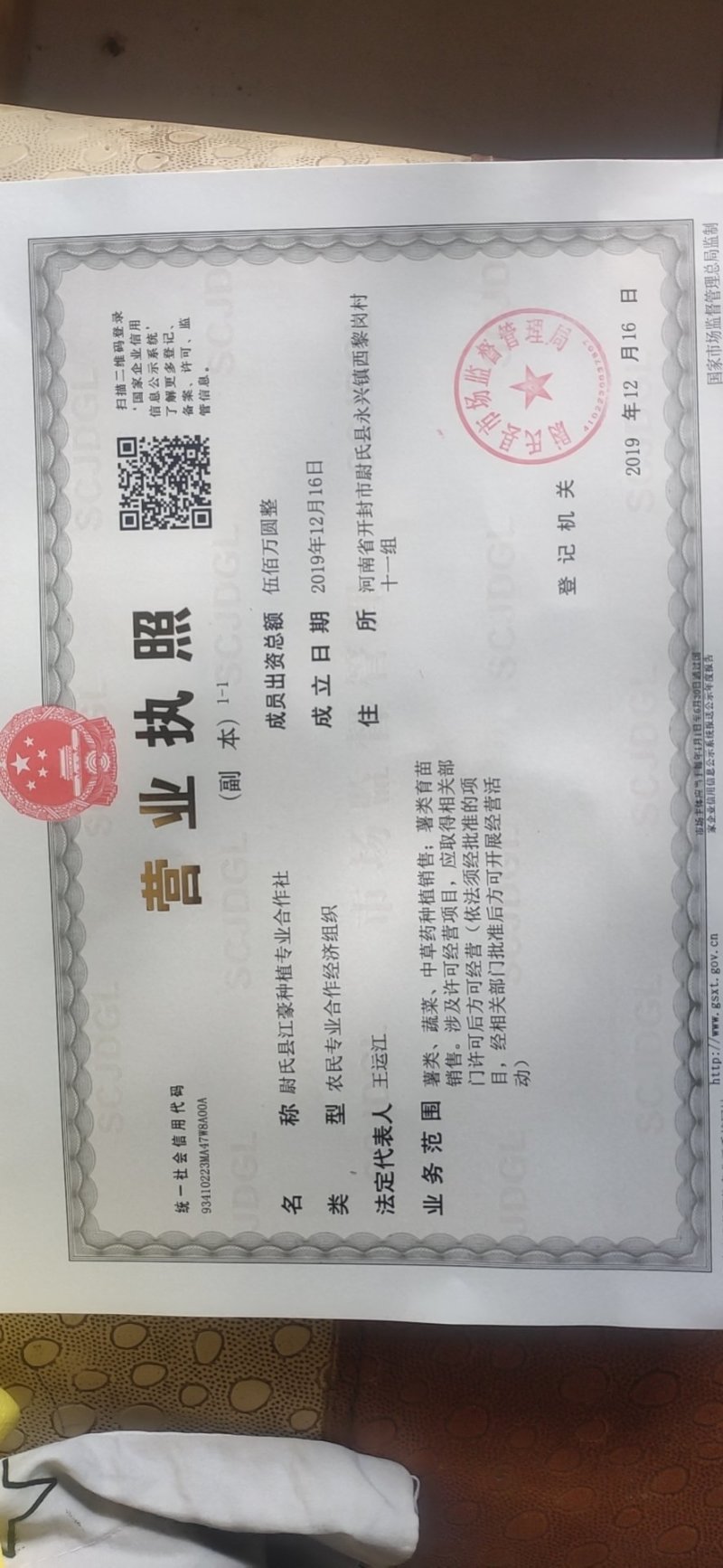 预订2025年商薯19红薯苗厂家批发价20~25cm