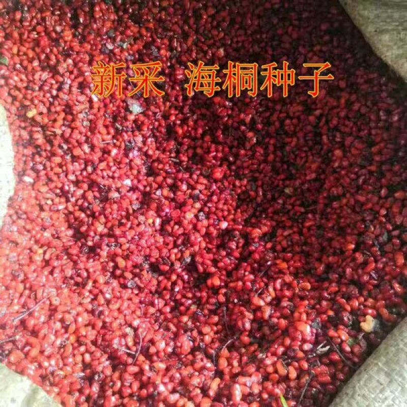 海桐海桐种子免费提供播种技术发芽率好24小时发货