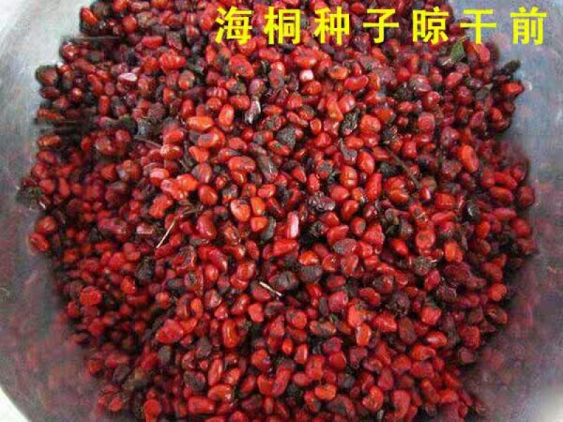 海桐海桐种子免费提供播种技术发芽率好24小时发货