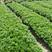 海桐海桐种子免费提供播种技术发芽率好24小时发货