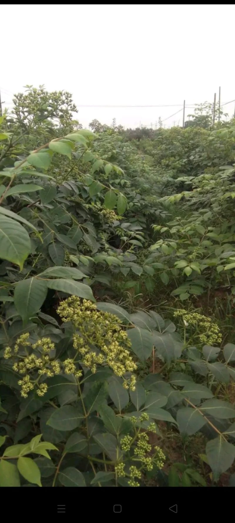 江西中花吴茱萸挂果大树，原产地品种，免费提供种植技术。