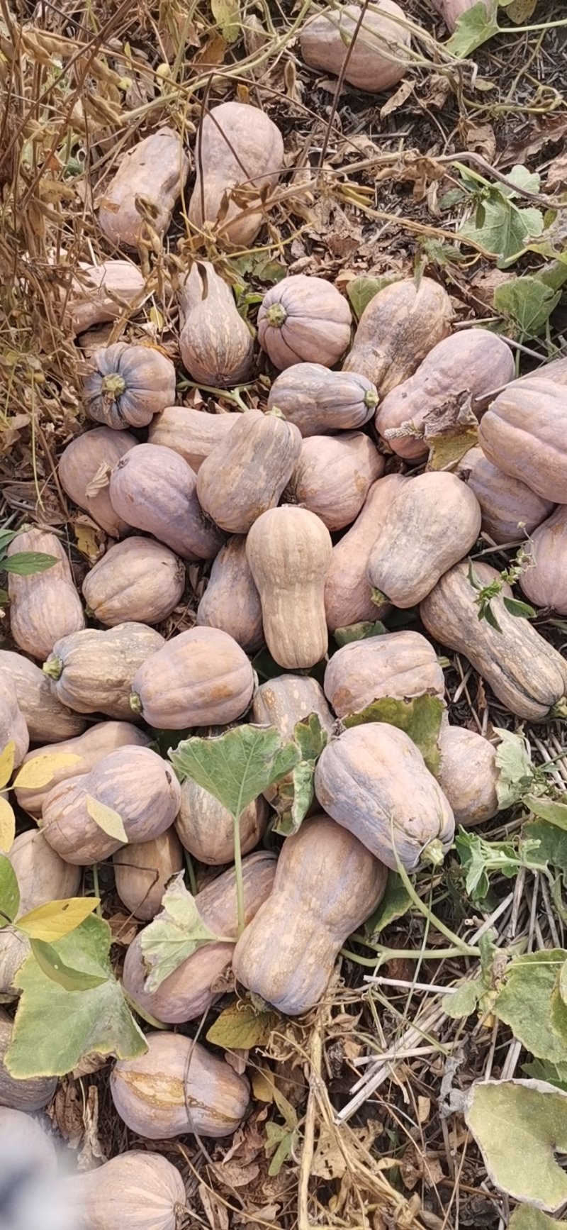 金香南瓜，产业基地直供