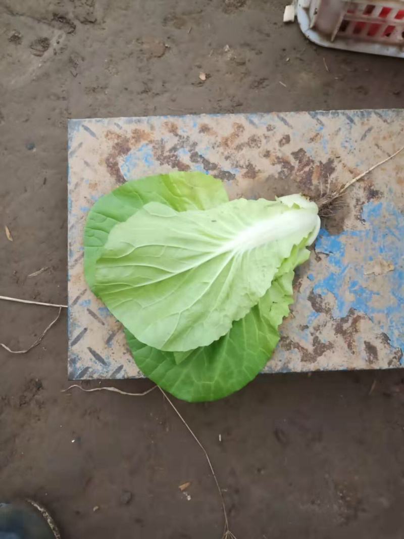杭白菜，常年供应，质量保证，合作共赢