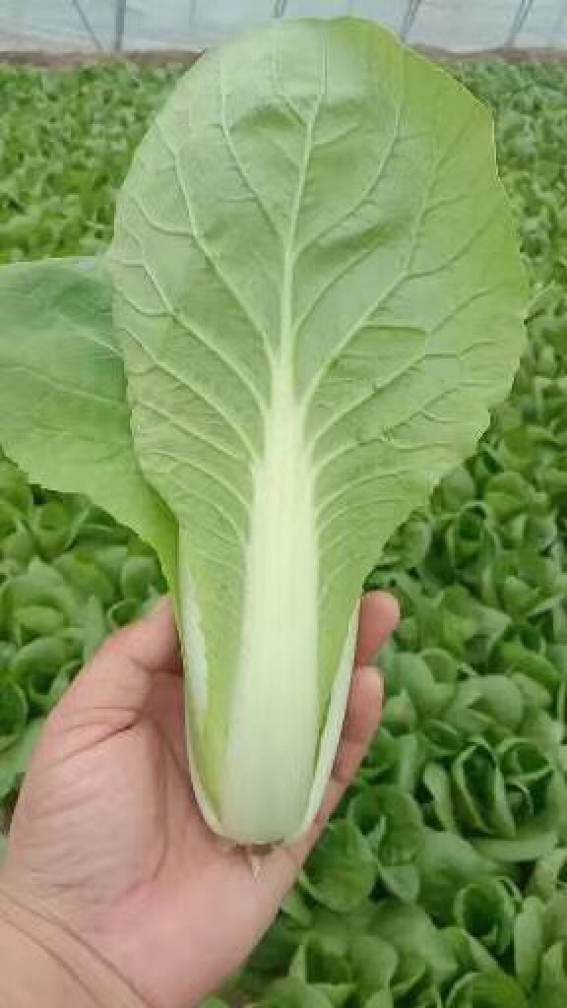 杭白菜，常年供应，质量保证，合作共赢