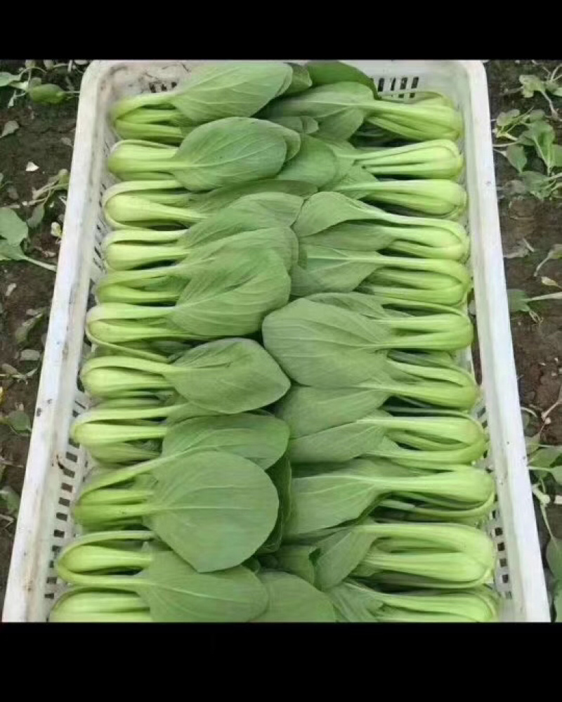杭白菜，常年供应，质量保证，合作共赢