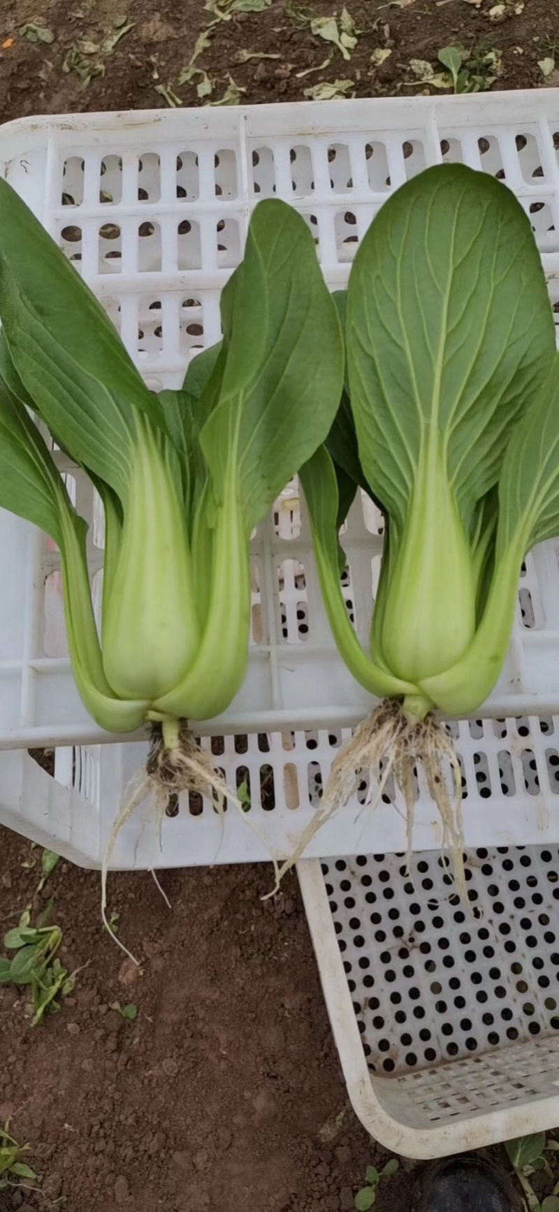 杭白菜，常年供应，质量保证，合作共赢