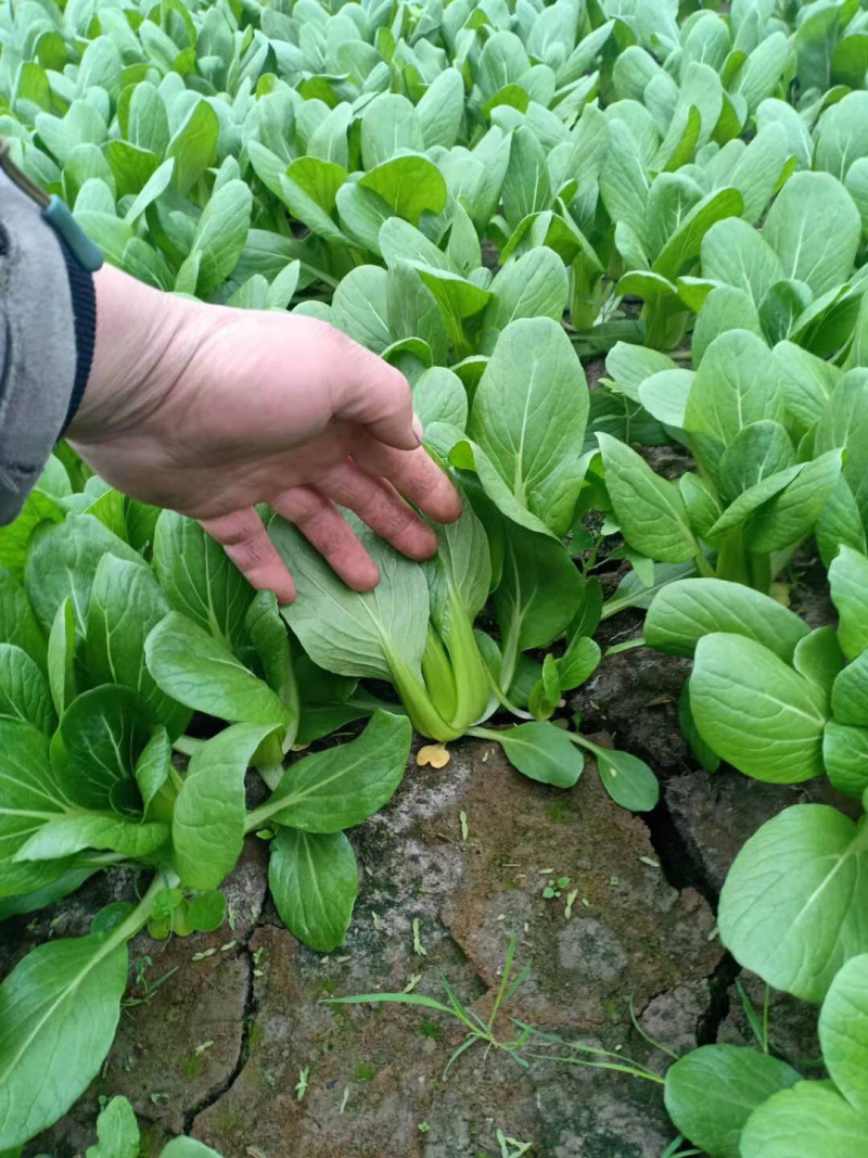 杭白菜，常年供应，质量保证，合作共赢