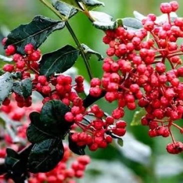 无刺花椒苗,无刺伏椒,当年挂果,签质保合同,产量高