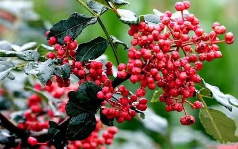 无刺花椒苗，无刺伏椒，当年挂果，签质保合同，产量高