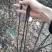 无刺花椒苗,无刺伏椒,当年挂果,签质保合同,产量高