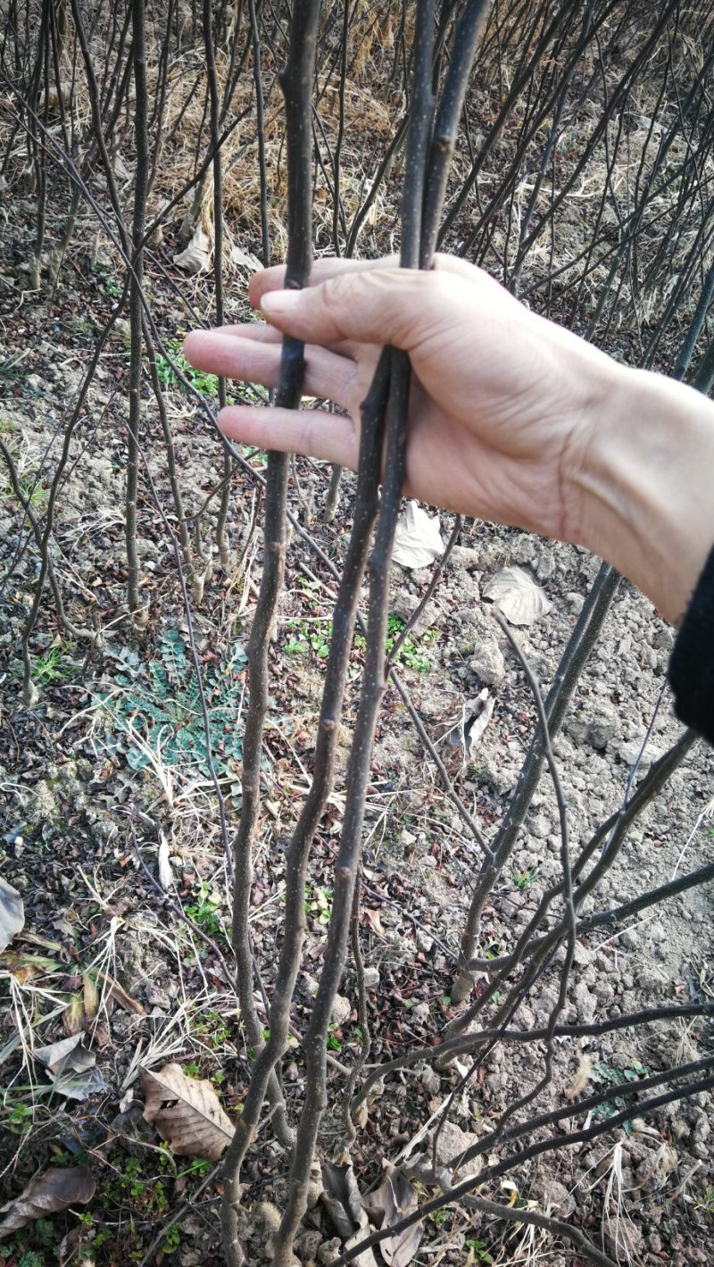 无刺花椒苗，无刺伏椒，当年挂果，签质保合同，产量高