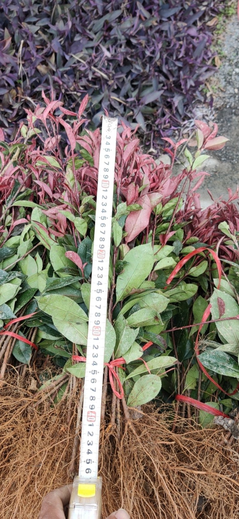 红叶石楠小苗农户自产自销
