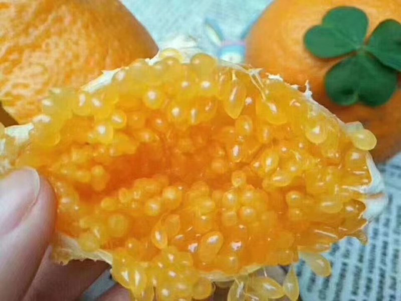 耙耙柑，春见甜蜜蜜耙耙柑