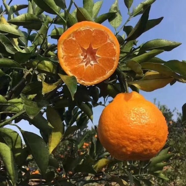 耙耙柑，春见甜蜜蜜耙耙柑