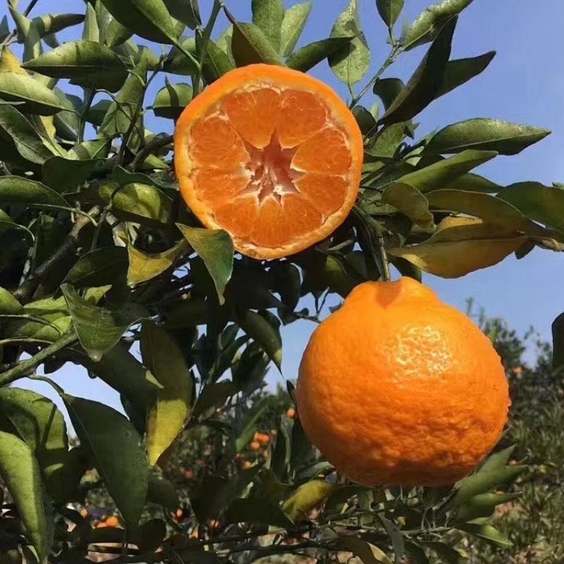 耙耙柑，春见甜蜜蜜耙耙柑