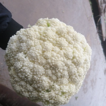 花菜，有机花菜，散花，松花，白面青梗，基地直销，大量供应