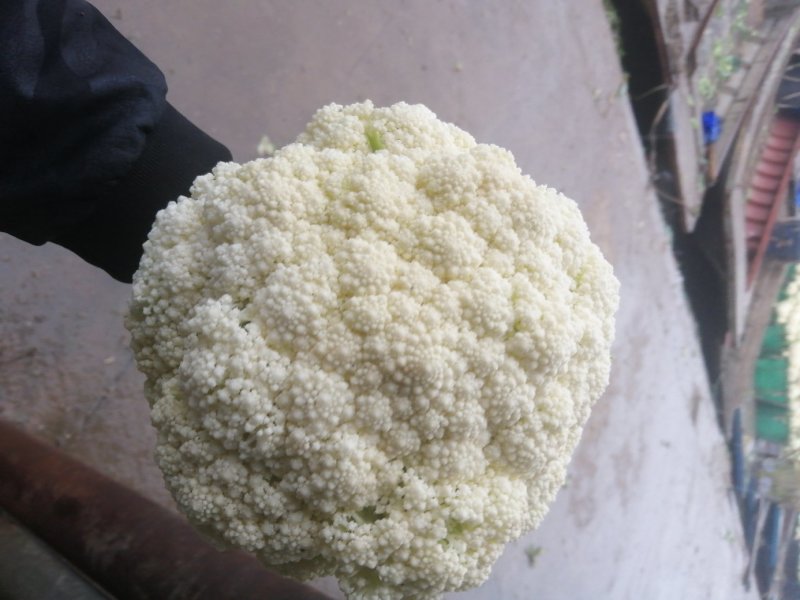 花菜，有机花菜，散花，松花，白面青梗，基地直销，大量供应