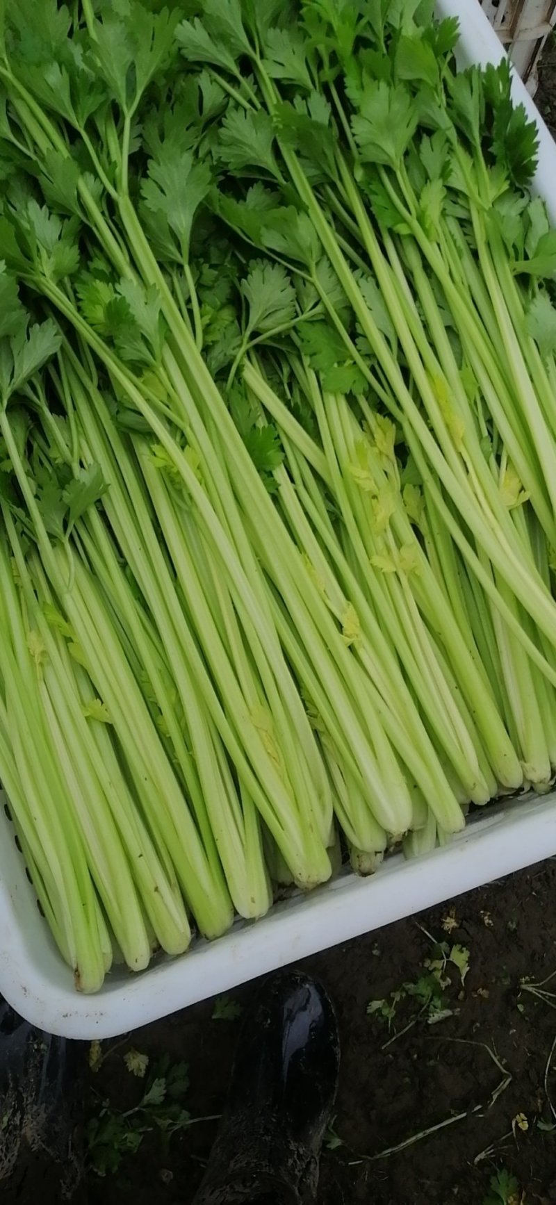 精品香芹