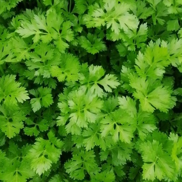精品香芹