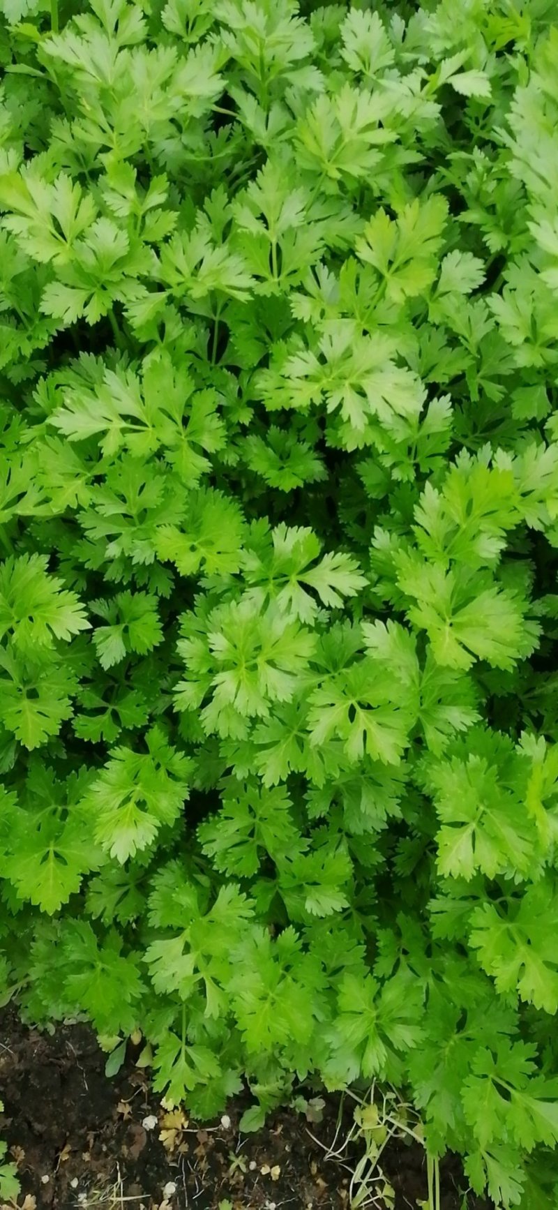 精品香芹