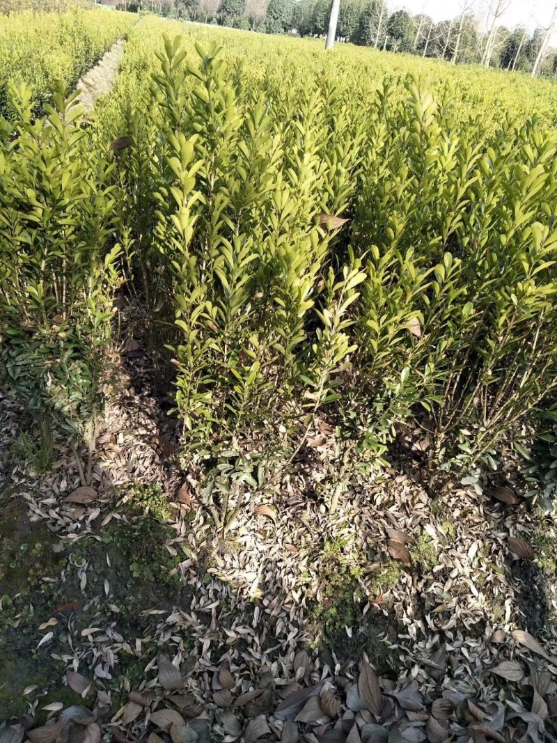 黄杨，雀舌黄杨，四川瓜子黄杨基地出售成都豆瓣黄杨批发价格