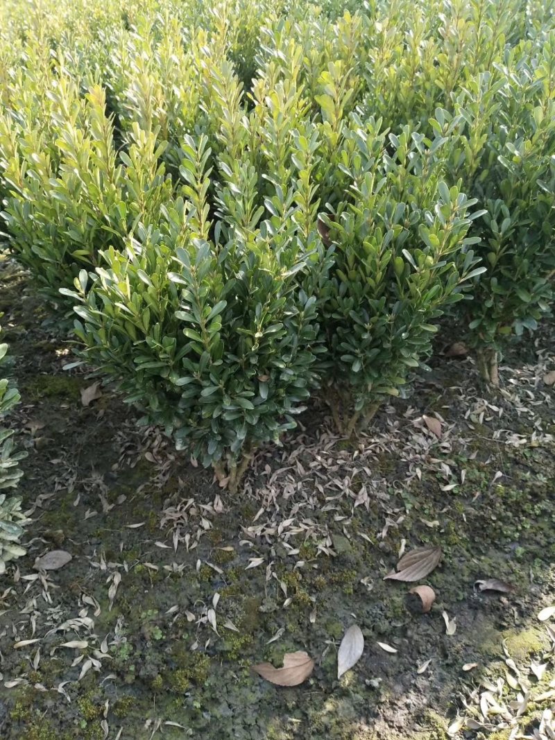 黄杨，雀舌黄杨，四川瓜子黄杨基地出售成都豆瓣黄杨批发价格