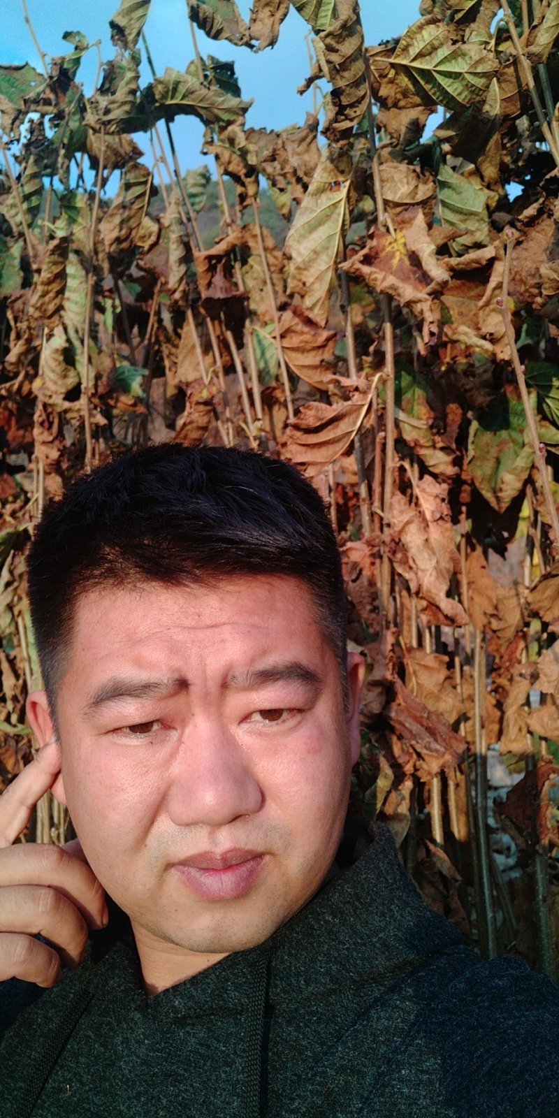 平欧大果榛子苗zh.wikipedia.org