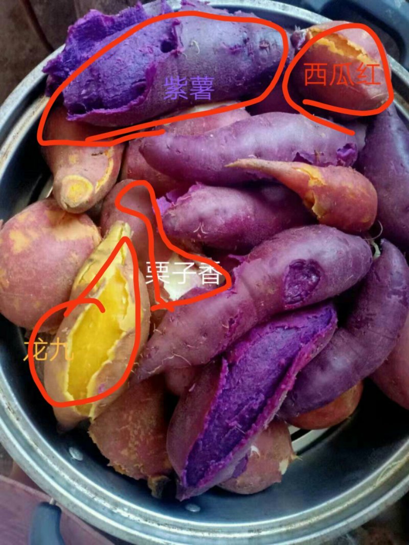 红薯