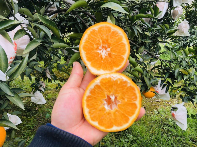 丹棱耙耙柑春见脆嫩多汁四川眉山原产地现摘现发