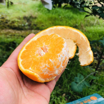 丹棱耙耙柑春见脆嫩多汁四川眉山原产地现摘现发