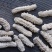 130头斯里兰卡白刺王参，足干淡干货。一斤泡发8斤。