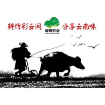 云南薄皮核桃去皮30mm以上干货产地直供