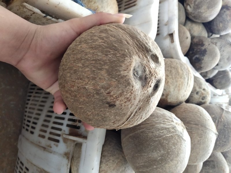 开口老椰子