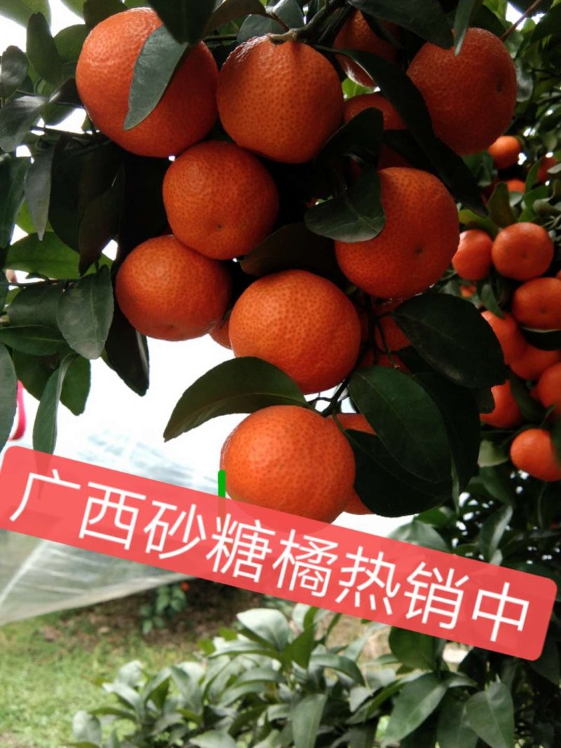 【广西沙糖桔】皮薄起沙甜过初恋35起步现摘现发产地直供