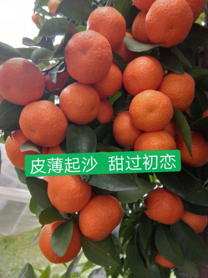 【广西沙糖桔】皮薄起沙甜过初恋35起步现摘现发产地直供