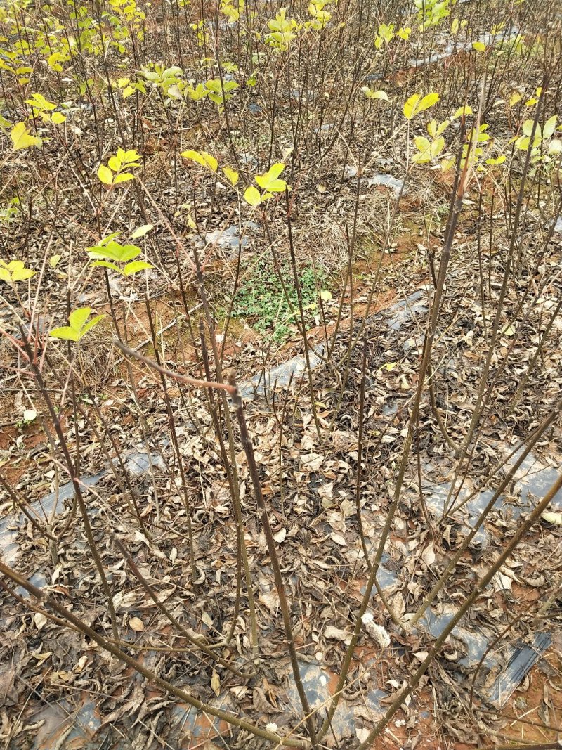 吴茱萸苗，正宗江西中花吴茱萸苗，茶辣苗，臭辣子苗