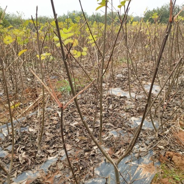 吴茱萸苗，正宗江西中花吴茱萸苗，茶辣苗，臭辣子苗