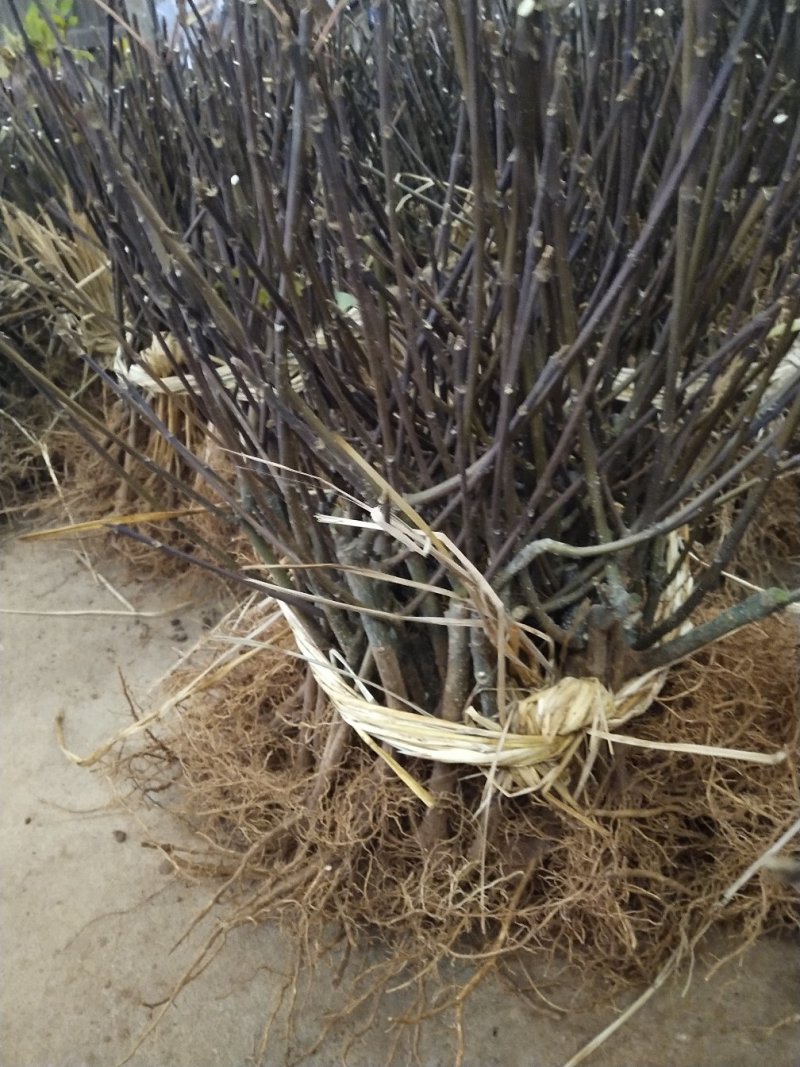 吴茱萸苗，正宗江西中花吴茱萸苗，茶辣苗，臭辣子苗