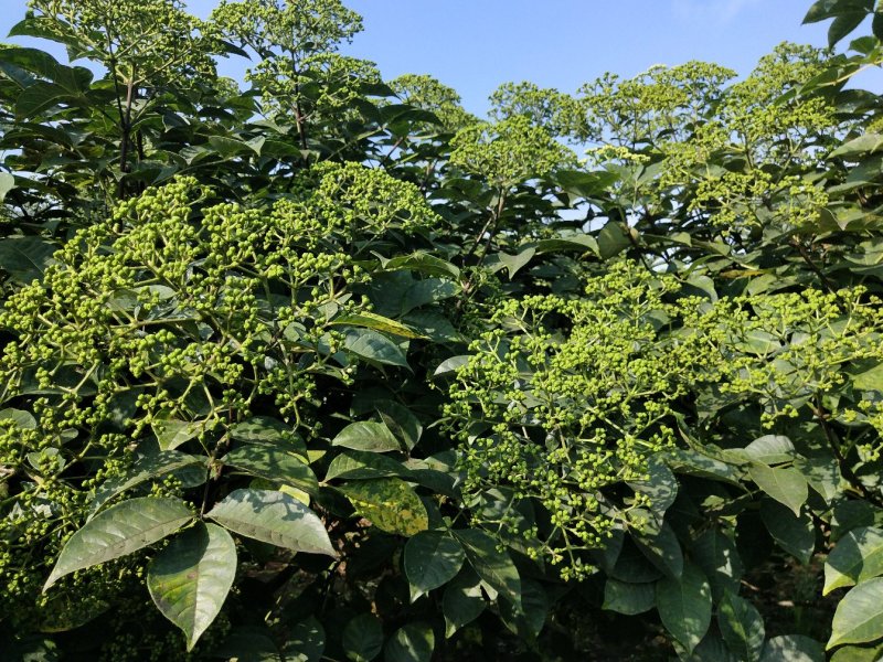 吴茱萸苗，正宗江西中花吴茱萸苗，茶辣苗，臭辣子苗