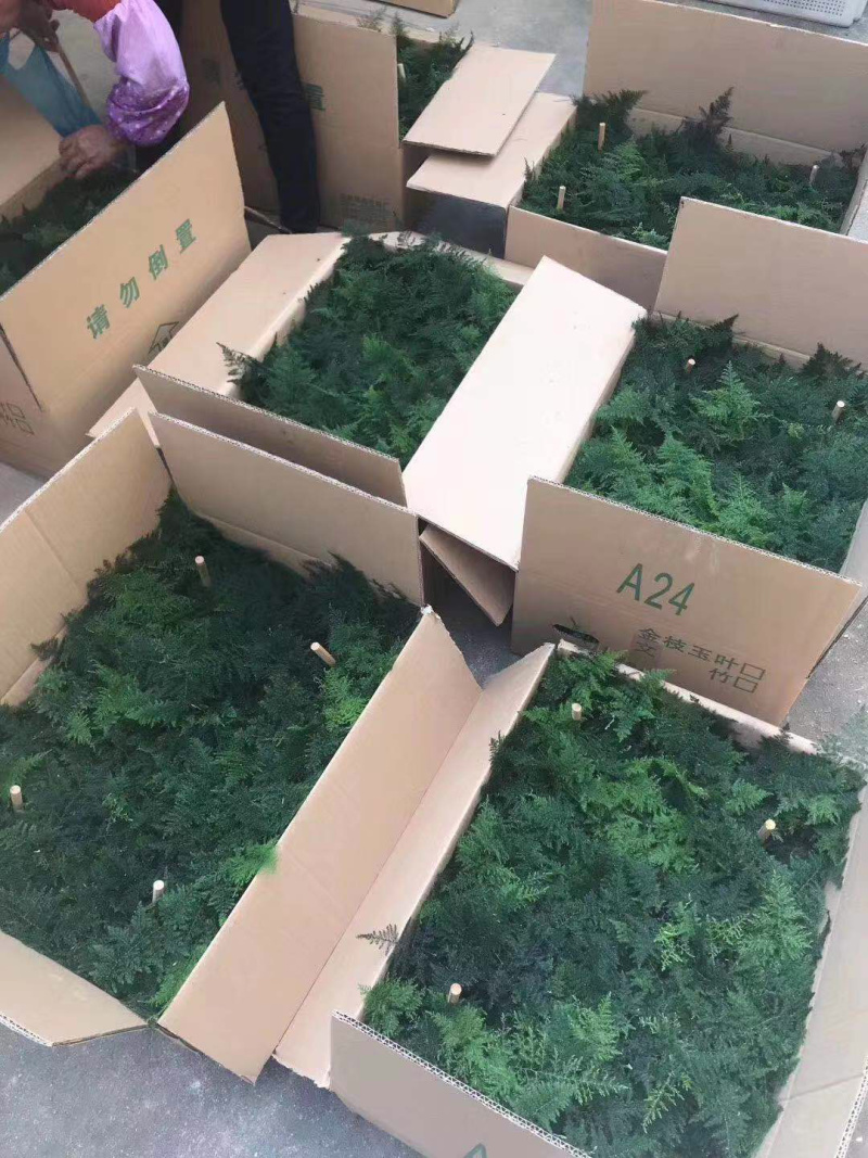 小文竹大小规格优选带盆整箱批发现货