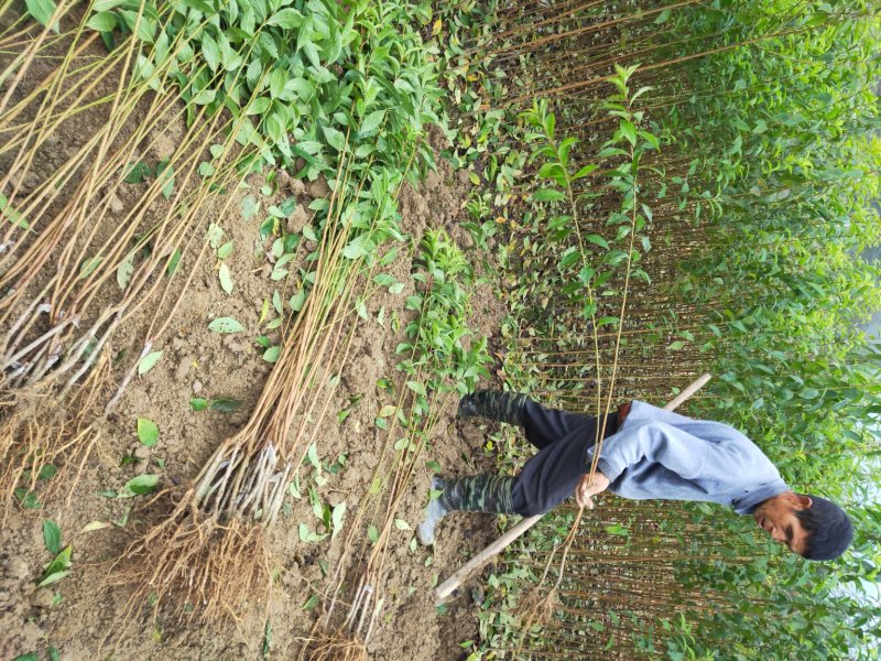 李子苗黄金李优系晚熟黄金李苗错丰销售市价高效益好